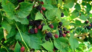 Fuchsbandwurm: Wie gefährlich sind Beeren direkt vom Strauch wirklich?