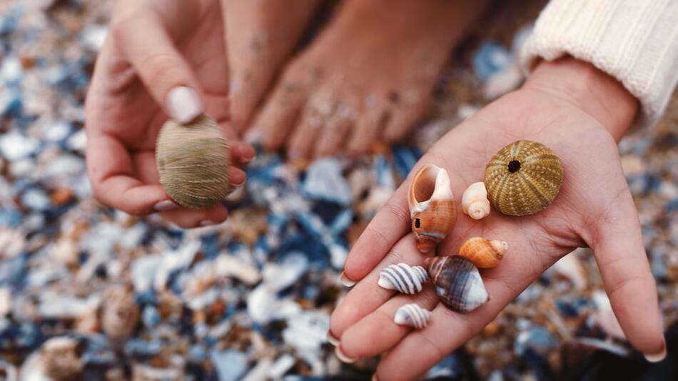 Muscheln und Co.: Welche Strand-Souvenirs dürfen mit?
