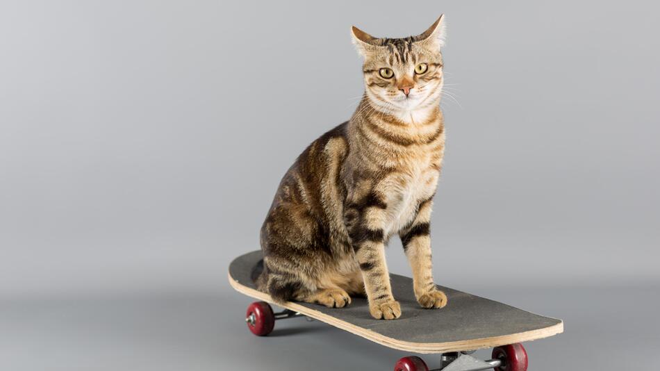 Bao Zi fährt als schnellste Katze zehn Meter auf dem Skateboard | WEB.DE