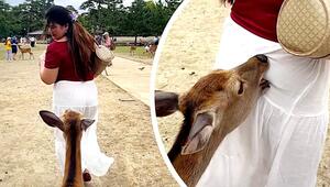 Hinterhältig: Hungriger Sikahirsch beißt Touristin in japanischem Park