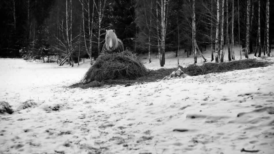 Im Winter ändert sich das Fressverhalten vom Pferd