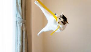 Comedy Pet Photography Awards 2024, Katzen, lustige Tiere