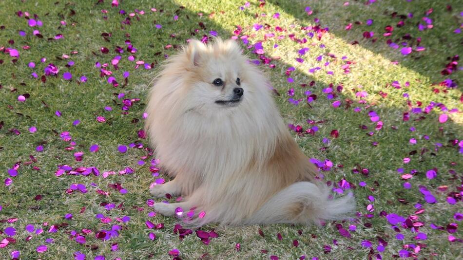 Einbrecher bringen Pomeranian zurück.