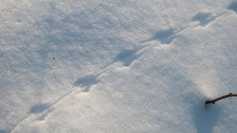 Feldmausspuren im Schnee