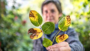 Rosenrost, Rosen, Pflanzen