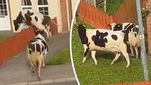Kuh-Invasion in Irland: Flüchtige Paarhufer tollen durch Vorgärten