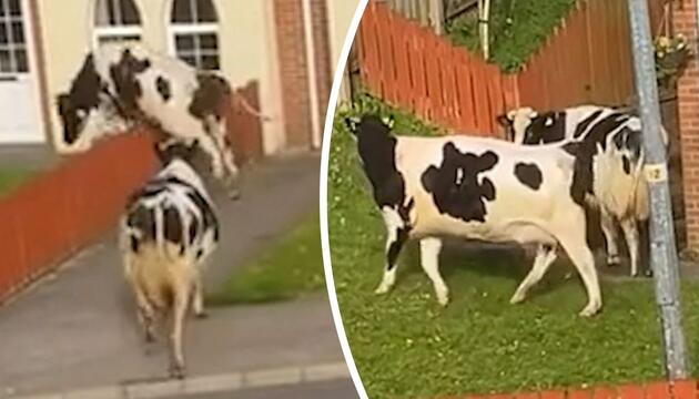 Kuh-Invasion in Irland: Flüchtige Paarhufer tollen durch Vorgärten