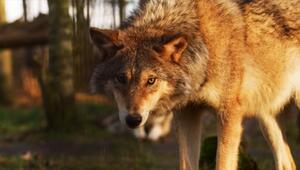 Der Wolf als Naturschützer