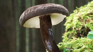Der Schwarzkopf-Milchling ist "Pilz des Jahres"