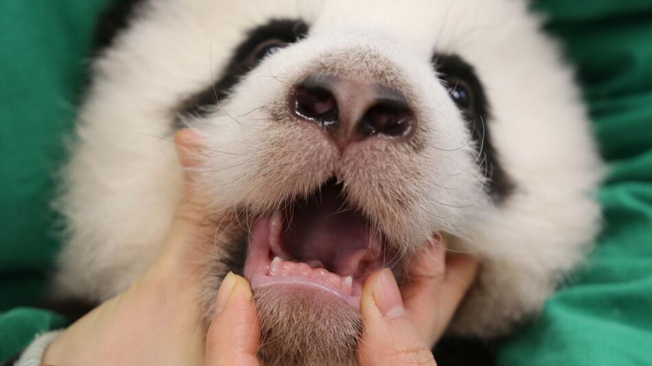 Panda-Nachwuchs im Berliner Zoo