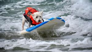 Hund auf einem Surfbrett bei der "Incredible Dog Challenge"