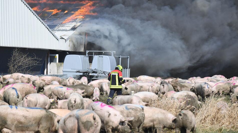 Feuer in Schweinezuchtbetrieb