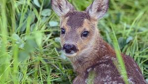 Rehkitz liegt im Gras