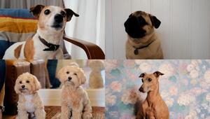 KORREKUR! Das sind 2025 die beliebtesten Hunderassen in Deutschland