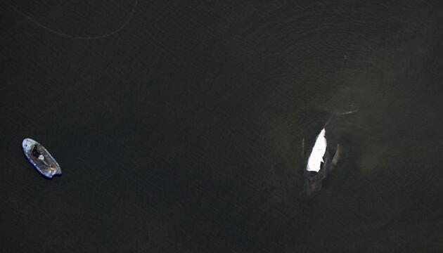 Rettungsaktion für den Buckelwal