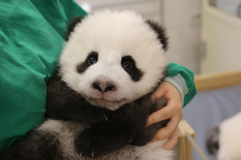 Panda-Nachwuchs im Berliner Zoo