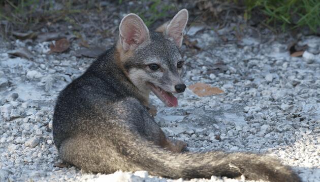 Cozumel-Zwergfuchs