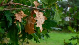 Braunes Blatt an Eiche
