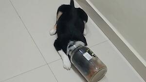 Fressen mit Folgen: Gieriger Hund bleibt in Futterglas stecken