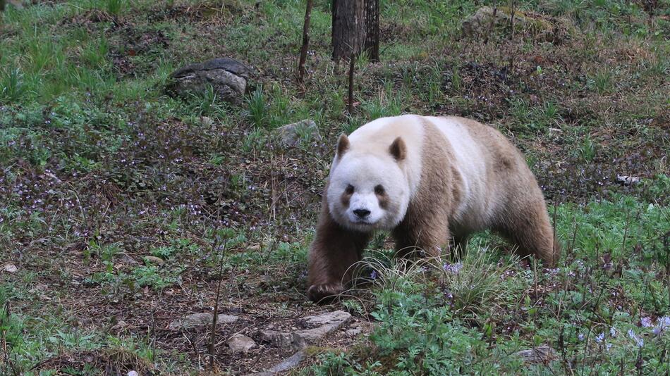 Großer Panda mit extrem seltener Braun-Färbung