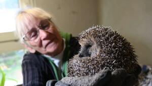 Wenn Igel Hilfe brauchen - 81-Jährige aus Zörbig rettet die Wildtiere aus Leidenschaft