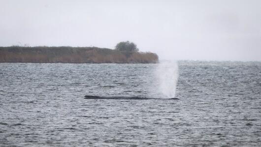 Buckelwal liegt weiter in Wismarer Bucht