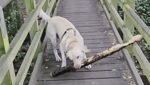 Cleverer Trick: Labrador bleibt mit Riesenstock hängen – und dreht den Spieß um