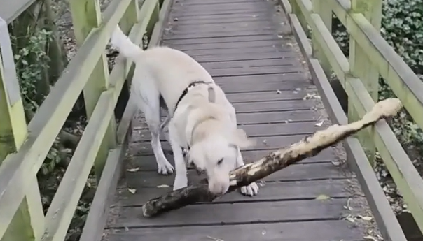 Cleverer Trick: Labrador bleibt mit Riesenstock hängen – und dreht den Spieß um