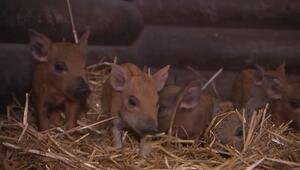 Nachwuchs bei den Wollschweinen: Elf tapsige Ferkel im Tierpark Eilenburg
