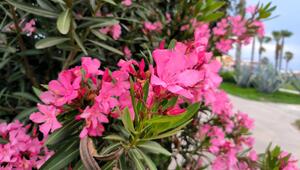 Blühender, pinker Oleander