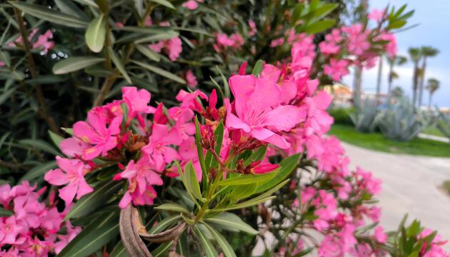 Blühender, pinker Oleander