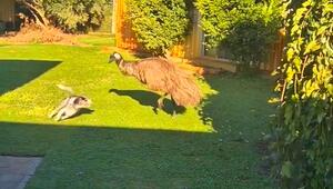 Hund, Emu