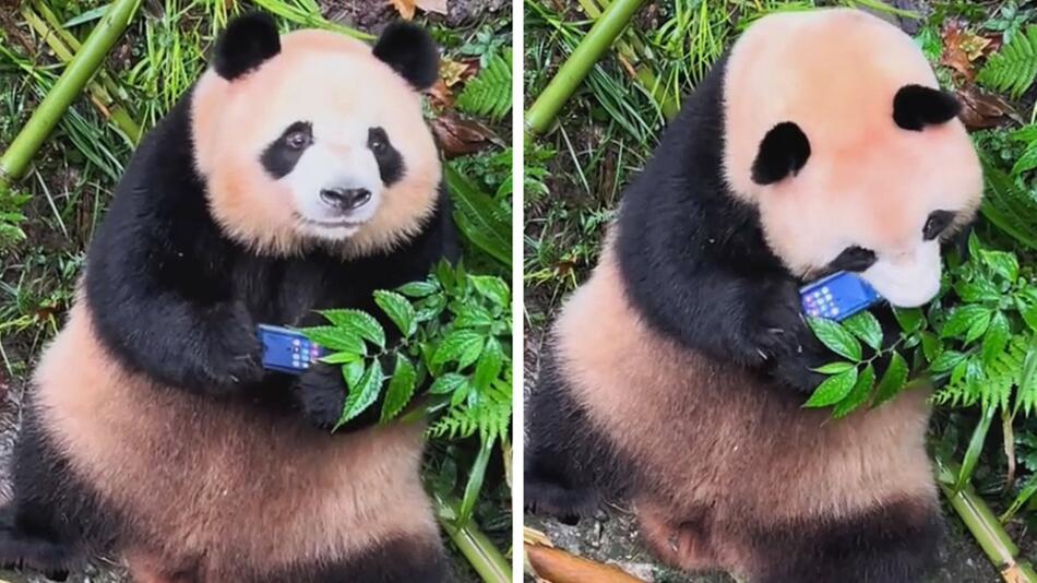 Der Pandabär "Meilan" nimmt ein Smartphone unter die Lupe.