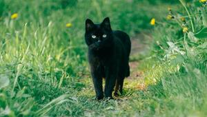 Mehr schwarze Katzen werden adoptiert.