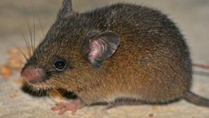 Oreoryzomys hesperus.