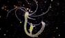 Hydra - Süßwasserpolyp