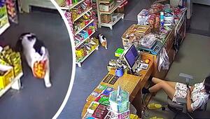 Ladendieb auf leisen Pfoten: Katze schnappt sich Beute und flüchtet im letzten Moment