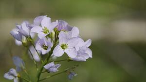 Schaumkraut