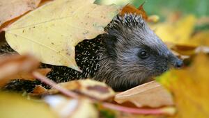 Igel durchstreift einen Blätterhaufen
