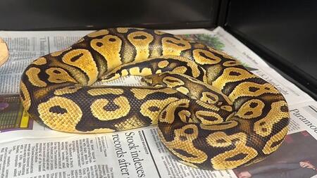 Python verschwindet spurlos – und taucht nach Wochen in Fast-Food-Restaurant auf