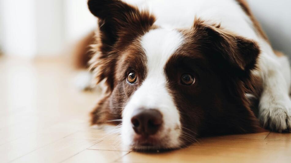 Border Collies gehören zu den schlausten Rassen.