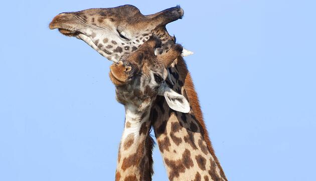 Zwei Giraffen reiben ihre Hälse aneinander