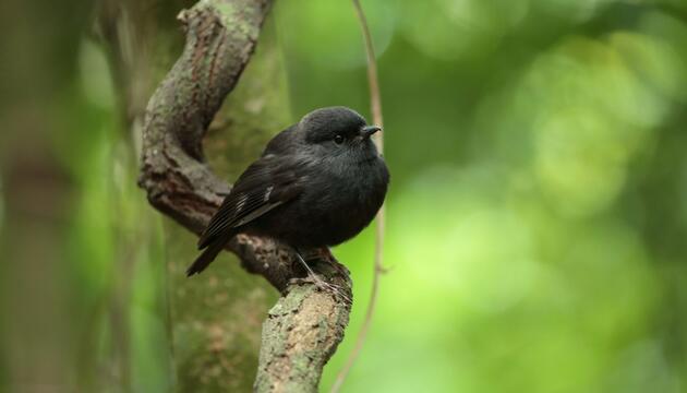 Chathamschnäpper ist Vogel des Jahres in Neuseeland