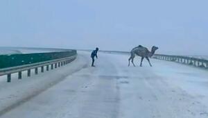 500 Autos zum Stillstand gebracht: Kamel legt Autobahn lahm