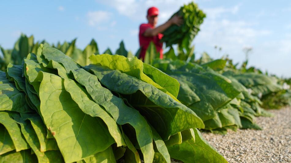 Krebshilfe: Tabakanbau verschwendet wichtige Agrarflächen