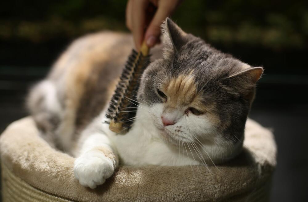 Katze wird gekämmt