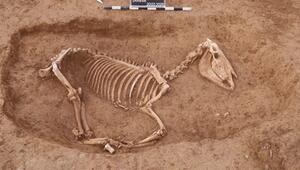 „Ehren-Friedhof“ für 100 Pferde entdeckt.