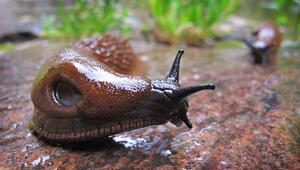 Spanische Wegschnecke (Arion vulgaris) in einem Garten