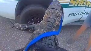Bravouröse Premiere: Polizist schnappt Alligator in Vorgarten in Florida