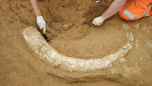 Mammutzahn auf Baustelle entdeckt